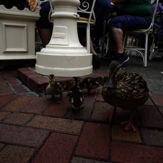 Feathered Friend at Disneyland