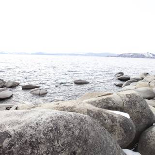 Seals on the Rocks