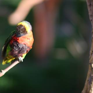 Vibrant Bird on Branch