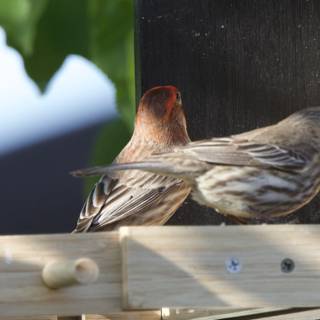 Feathered Friends at the Feeder
