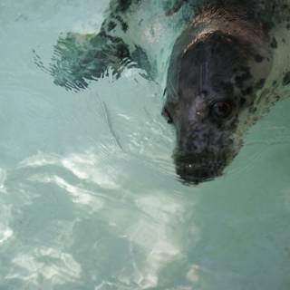 Graceful Seal Swimming in Zoo's Waters