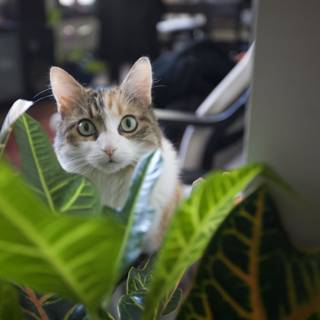 Feline in Foliage