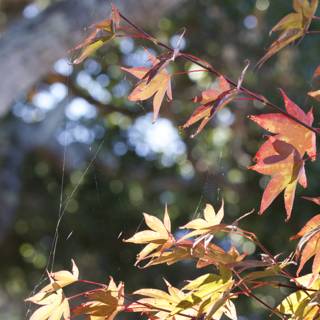 Vibrant Hues of Autumn
