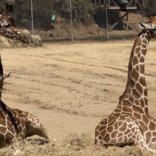 Graceful Giants of Oakland