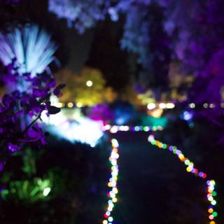 Enchanted Nightscape
