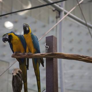 Dual Majesty: Macaw Parrots at California Academy of Sciences