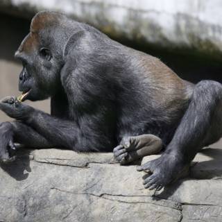 Majestic Gorilla at SF Zoo