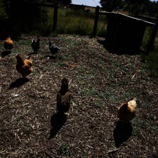 Chickens Roaming Freely in Regenerative Agriculture