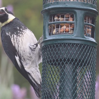 Black and White Woodpecker at Garden Bird Feeder