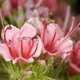 Pink Geranium Flowers with Green Stems