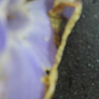 Dried Iris Petal Edge Under Macro Lens