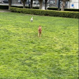 Running Pups at Veterans Memorial Park