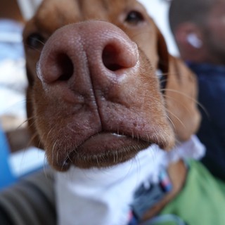 Extreme Close-Up of Dog's Nose and Snout
