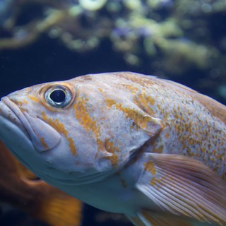Golden Striped Fish in Aquarium Close-Up Portrait