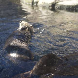 Monterey Bay Magic: The Playful Sea Otter