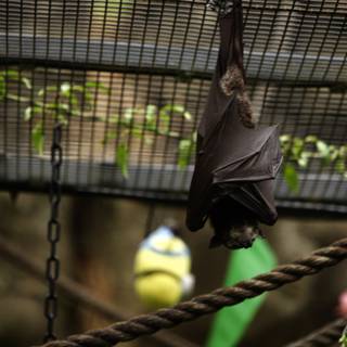 The Bat Swing, Oakland Zoo