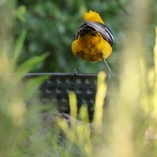 Vibrant Hooded Oriole Perched at Garden Birdbath