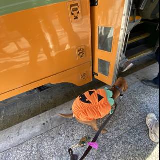 Halloween Pup on Leash