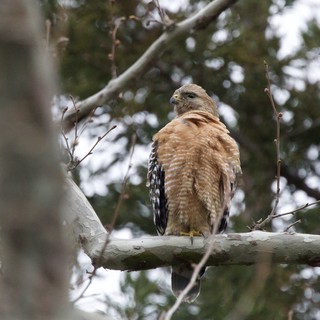 Red-Shouldered Hawk Perched in Winter Trees