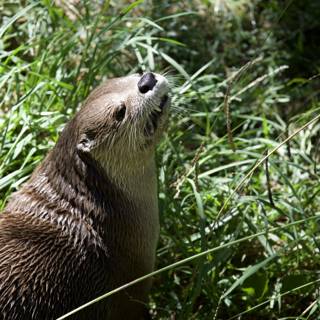 Curious Otter in the Wild