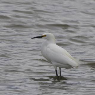 Graceful Sentinel of the Refuge