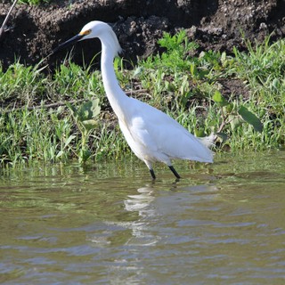 Snowy Egret Wading in Shallow Wetland Waters