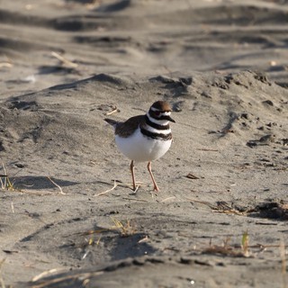 Killdeer Shorebird Standing on Sandy Beach