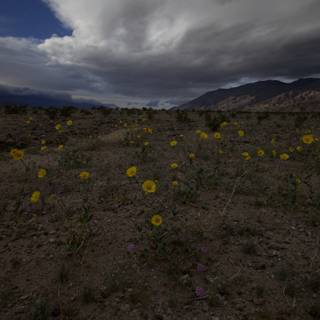 Desert Blooms in a Stormy Sky