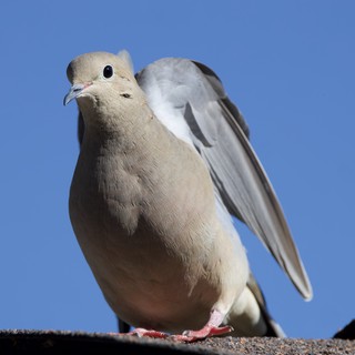 Eurasian Collared Dove Preening Wing Against Clear Sky