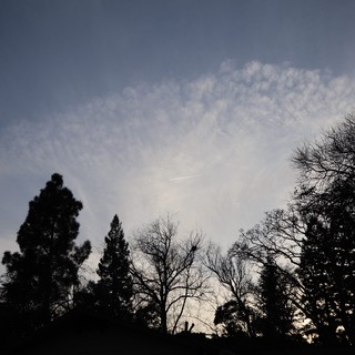 Silhouetted Trees Against Evening Sky with Clouds
