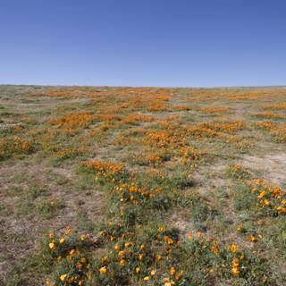 Golden California Poppies in the Mojave Desert