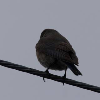 A Contemplative Perch