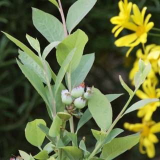 Nature's Bounty: A Glimpse of Springtime Growth