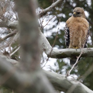 Red-Shouldered Hawk Perched in Winter Trees
