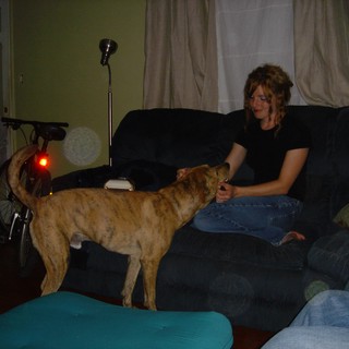 Late Night Living Room Hangout with Brindle Dog