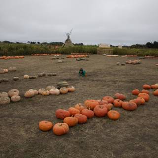 Harvest Moments in Walnut Creek