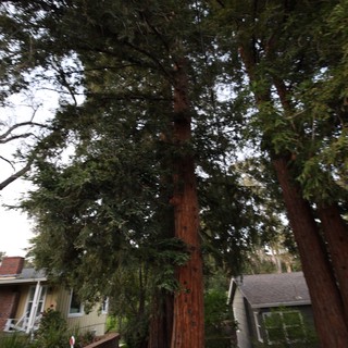 Towering Redwood Trees in Residential Neighborhood