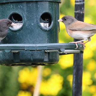 Two Juncos Share a Garden Bird Feeder