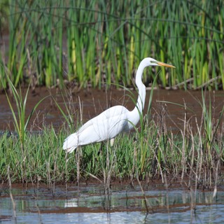 Great Egret Hunting in Wetland Marsh at Dusk