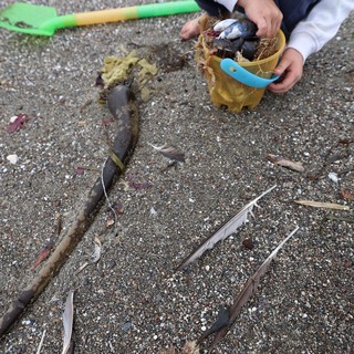 Child Collecting Beach Treasures in Yellow Bucket