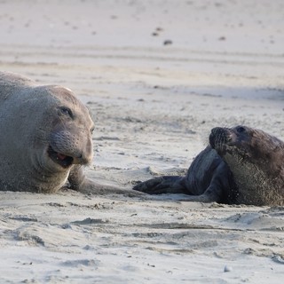 Elephant Seal Mother and Pup at Drakes Beach