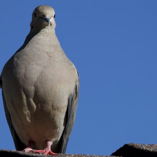 Eurasian Collared-Dove Portrait Against Clear Blue Sky