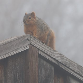 Alert Squirrel Perched on Wooden Fence in Fog