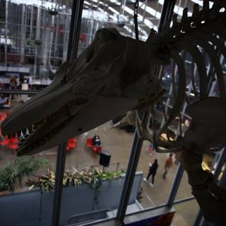 Majestic Dinosaur Skeleton on Display