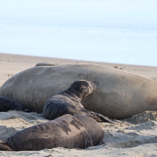 Elephant Seal Mother Nursing Pup on Beach