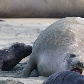Northern Elephant Seal Mother with Newborn Pup at Beach