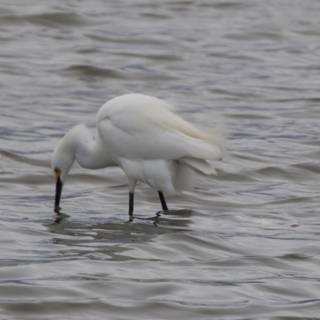 Graceful Hunter in the Bay
