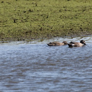 Northern Shoveler Pair Swimming in Wetland Shallows