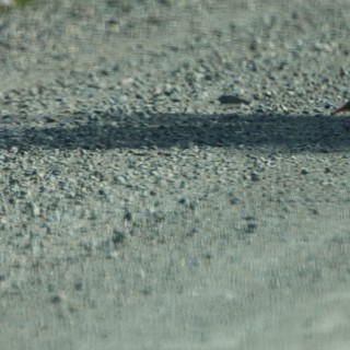 Shorebird Foraging on Gravel Path at Wetlands