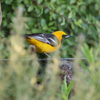 Hooded Oriole at Bird Feeder in Garden Setting